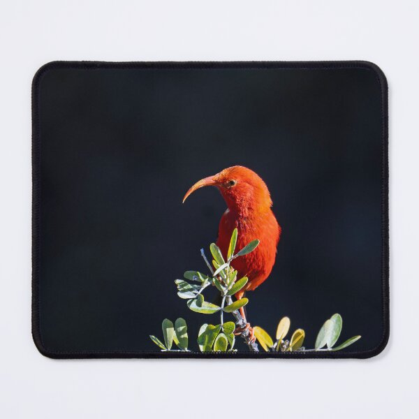 Item preview, 'I'iwi on Māmane designed and sold by Keola Makaiau.