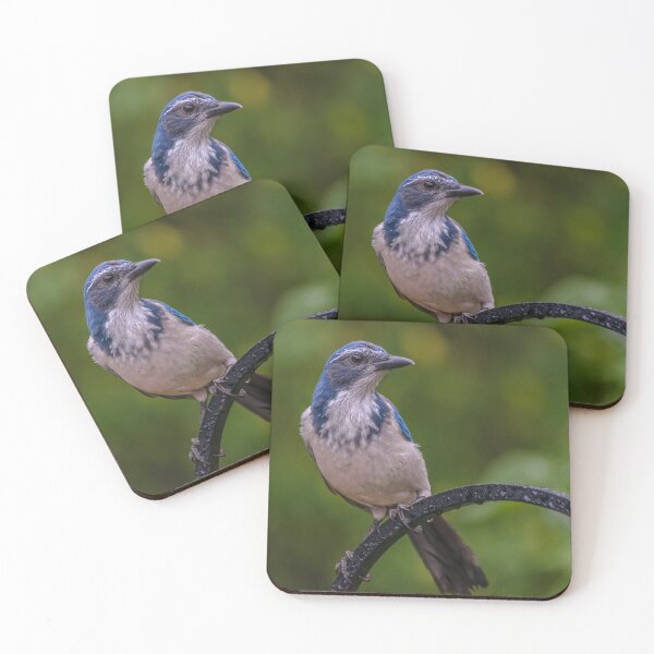 Item preview, Scrub Jay designed and sold by DanLaFollette.