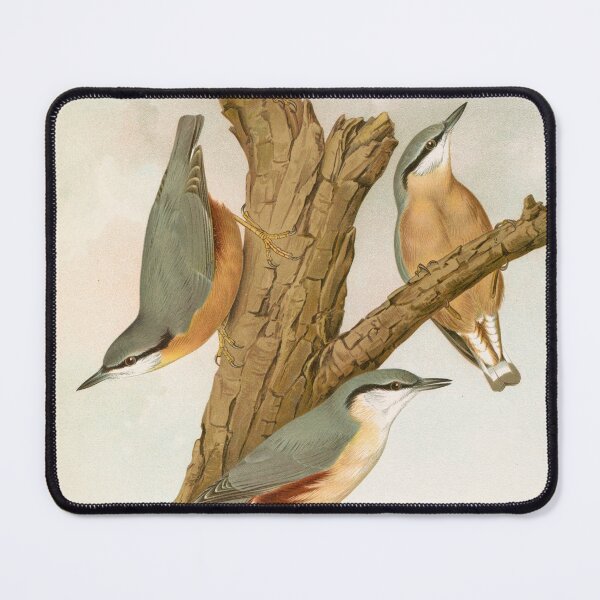Item preview, Bird Print: Nuthatches by Johann Friedrich Naumann designed and sold by Tridentulus.