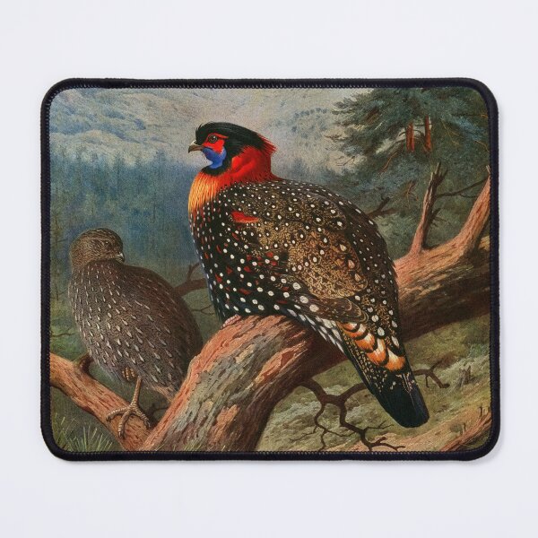 Item preview, Bird Print: Western Tragopan (Pheasant) by Archibald Thorburn designed and sold by Tridentulus.