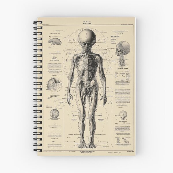 Item preview, Futuristic Anatomical Diagram of an extraterrestrial figure designed and sold by lautir.