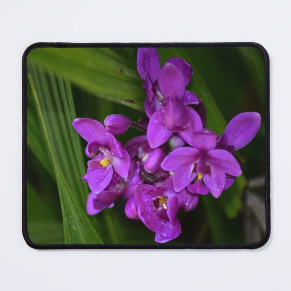 Item preview, Vibrant Purple Orchids designed and sold by MercerImages.