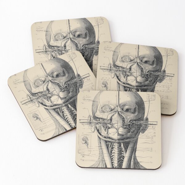 Item preview, Detailed Anatomical humanoid Head Diagram designed and sold by lautir.