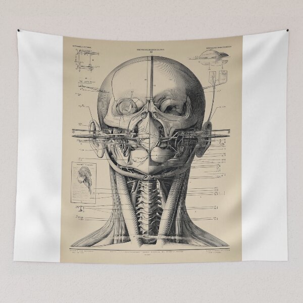 Item preview, Detailed Anatomical humanoid Head Diagram designed and sold by lautir.