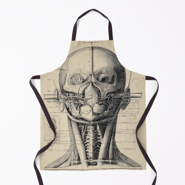 Item preview, Detailed Anatomical humanoid Head Diagram designed and sold by lautir.