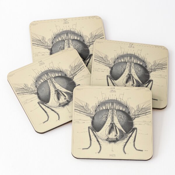 Item preview, Detailed Anatomical Study of a Fly designed and sold by lautir.