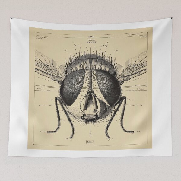 Item preview, Detailed Anatomical Study of a Fly designed and sold by lautir.