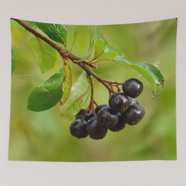 Item preview, Aronia mitschurinii black berries designed and sold by Jouko Lehto Photography.