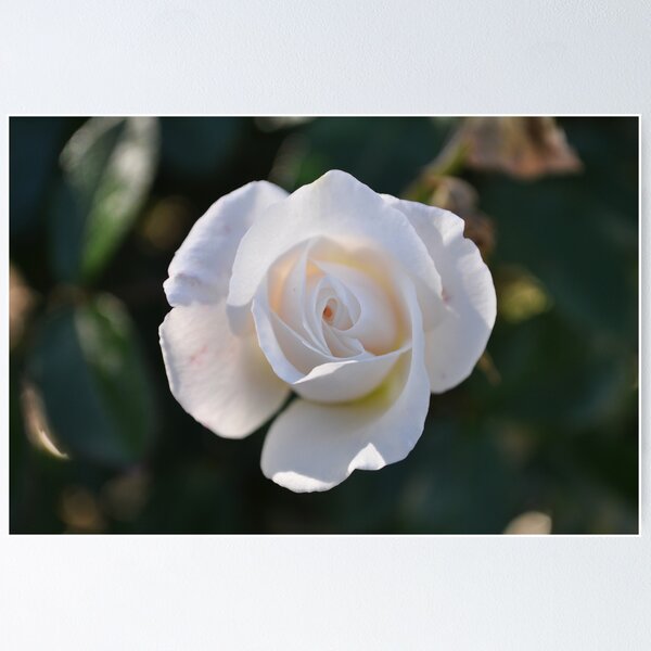 Item preview, rose in bud designed and sold by Amanda Hinton.