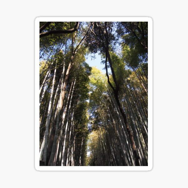 Bamboo forest Sticker