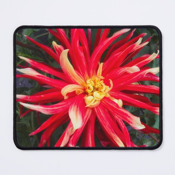 Item preview, Red dahlia star designed and sold by Maxiverse.
