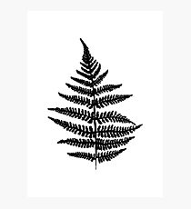 Black fern Photographic Print