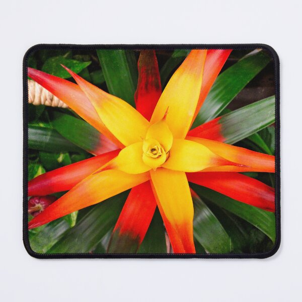 Item preview, Yellow star designed and sold by Maxiverse.
