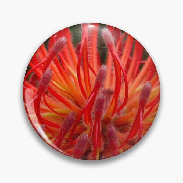 Item preview, Protea supernova designed and sold by Maxiverse.