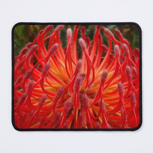 Item preview, Protea supernova designed and sold by Maxiverse.
