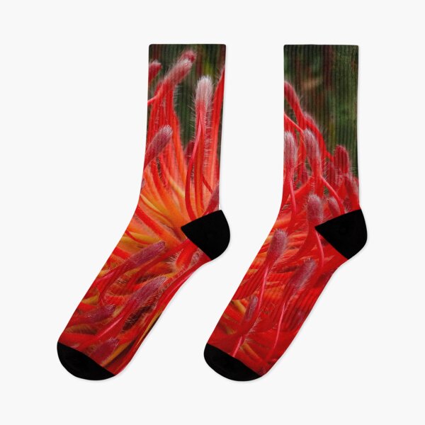 Item preview, Protea supernova designed and sold by Maxiverse.