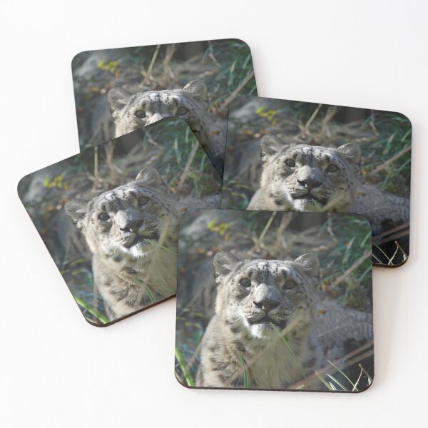 Item preview, Central Park Zoo, Snow Leopard (Panthera uncia) designed and sold by capovtxphotography.