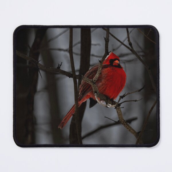 Item preview, Fluffed Winter Cardinal designed and sold by StutterPhotos.