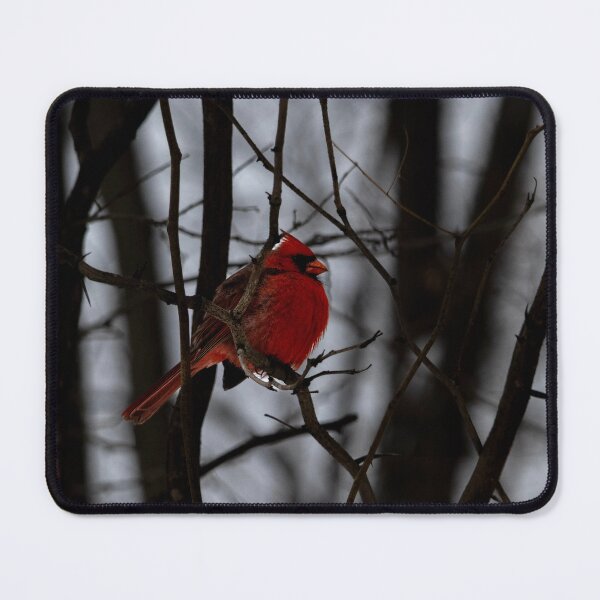 Item preview, Red Cardinal in Thorny Branches designed and sold by StutterPhotos.