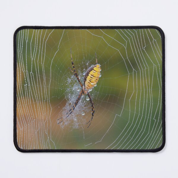 Item preview, Banded Garden Spider designed and sold by John Reaume.