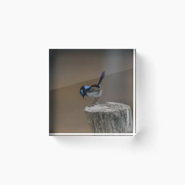 Item preview, Superb Blue Fairy Wren Bowing designed and sold by Patricia  Rademaker.