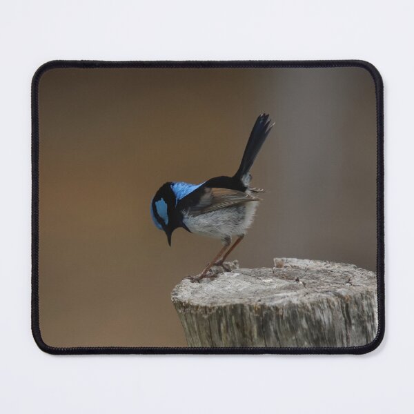Item preview, Superb Blue Fairy Wren Bowing designed and sold by Patricia  Rademaker.
