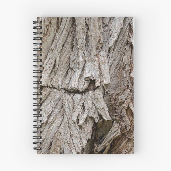 Item preview, Cercidiphyllum Japonicum designed and sold by Mark Prior.