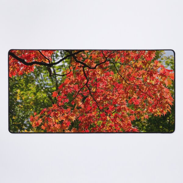 Item preview, Maples at Hokkaido University designed and sold by Mark Prior.