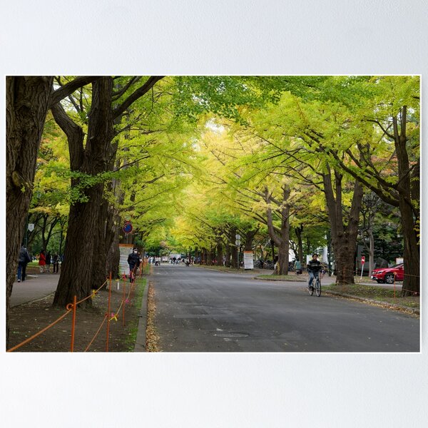 Item preview, Hokkaido University Ginkgo Avenue designed and sold by Mark Prior.