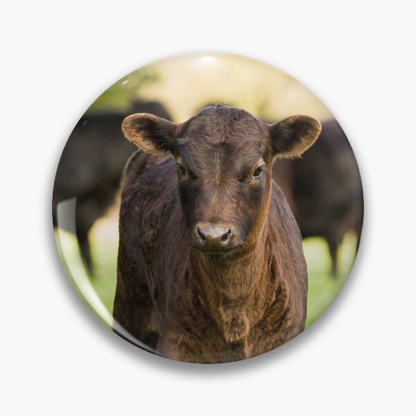 Item preview, Dexter Cows designed and sold by Jane Stanley Photography.