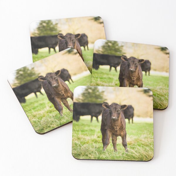 Item preview, Dexter Cows designed and sold by Jane Stanley Photography.
