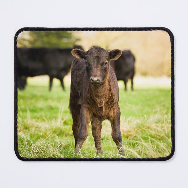 Item preview, Dexter Cows designed and sold by Jane Stanley Photography.