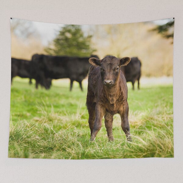 Item preview, Dexter Cows designed and sold by Jane Stanley Photography.