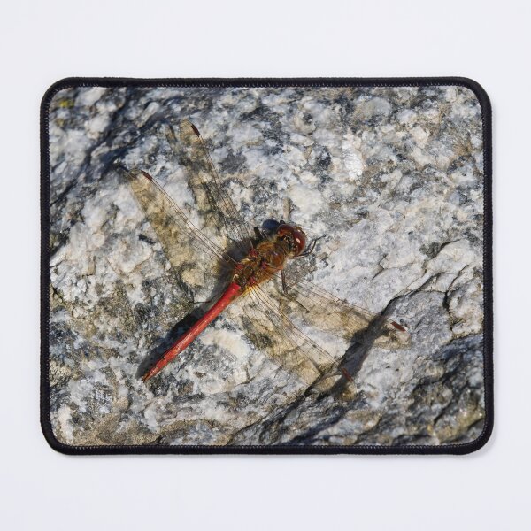 Item preview, Beautiful red Vagrant darter designed and sold by Jouko Lehto Photography.