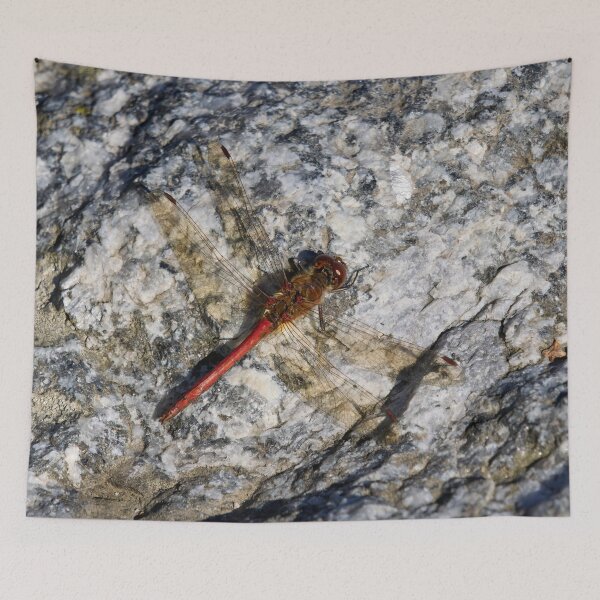 Item preview, Beautiful red Vagrant darter designed and sold by Jouko Lehto Photography.