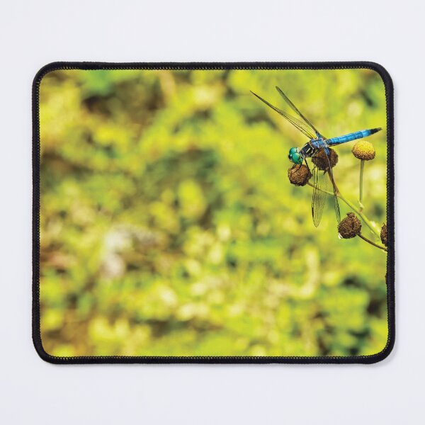 Item preview, Blue Dasher designed and sold by Kay Brewer.