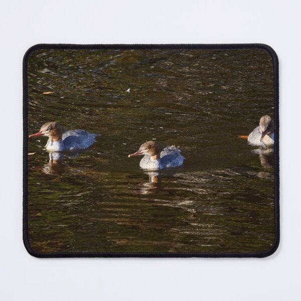 Item preview, Trio merganser. Goosander designed and sold by Jouko Lehto Photography.
