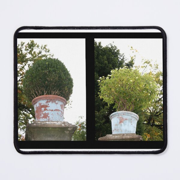 Item preview, Shrubs designed and sold by Kacharava.