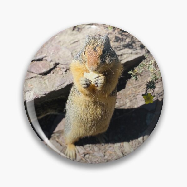 Item preview, Tiny Snack Bandit - Glacier National Park Wildlife designed and sold by Southern Summit Photography.