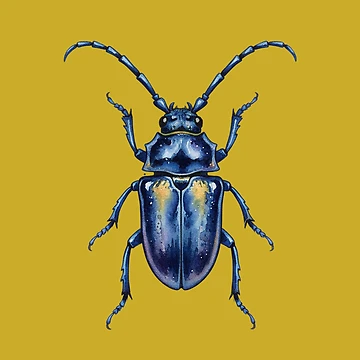 Artwork thumbnail, Cockchafer by capricedefille
