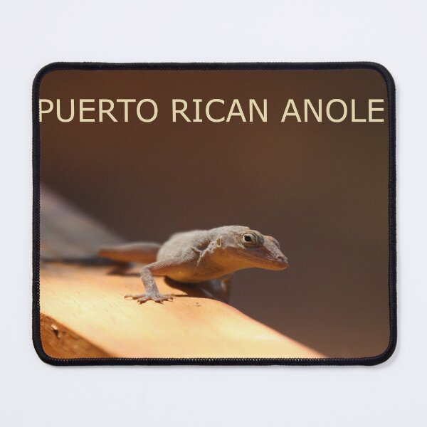 Item preview, Puerto Rican Anole designed and sold by Judy Geller.