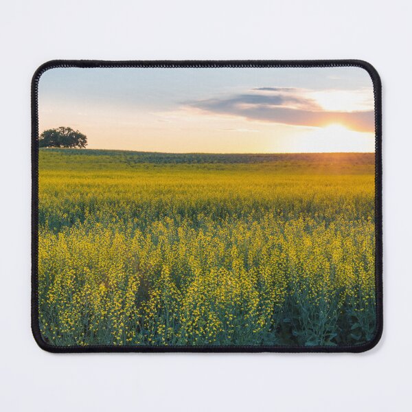 Item preview, Sun Setting Over a Flowering Canola Field in Central Alberta designed and sold by Amy Mitchell.