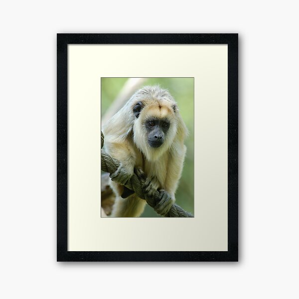 Howler Framed Art Print