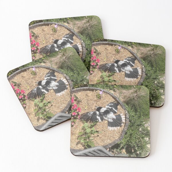 Item preview, Sunbathing butcherbird designed and sold by Kikkik07.