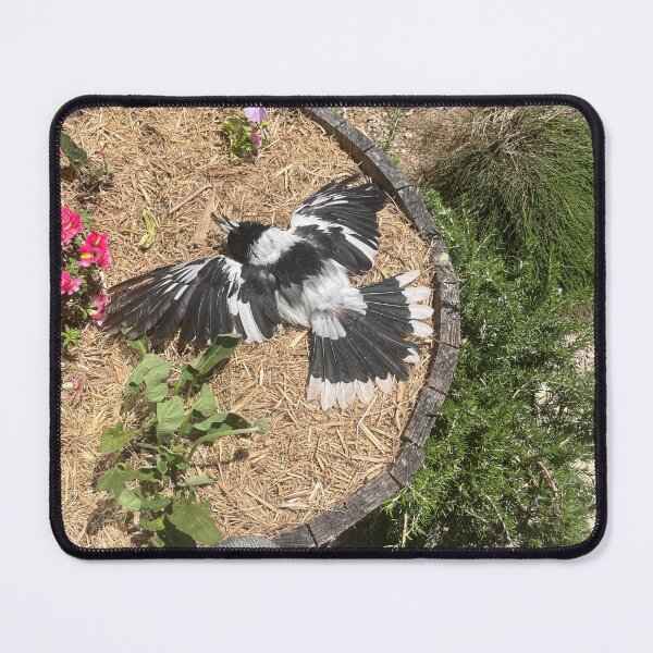 Item preview, Sunbathing butcherbird designed and sold by Kikkik07.