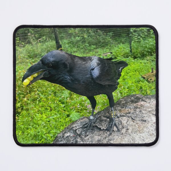 Item preview, Raven eating as many grapes as possible designed and sold by Kikkik07.