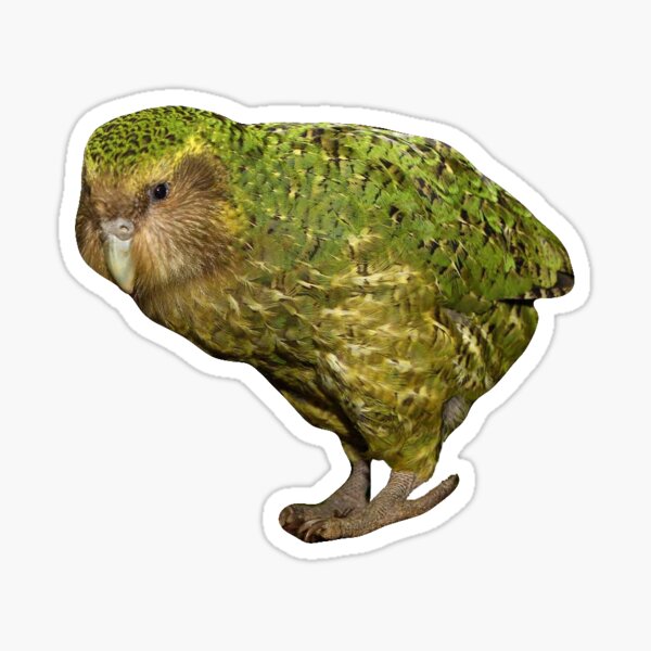 Kakapo BIRD Horloge Murale 
