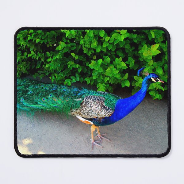 Item preview, View of an Indian Peafowl in the Wallenstein Gardens of Prague designed and sold by Kristina Drozd.