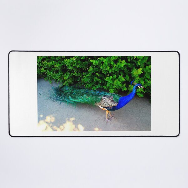 Item preview, View of an Indian Peafowl in the Wallenstein Gardens of Prague designed and sold by Kristina Drozd.
