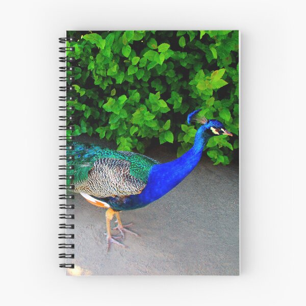 Item preview, View of an Indian Peafowl in the Wallenstein Gardens of Prague designed and sold by Kristina Drozd.